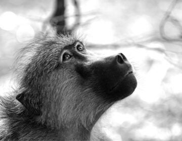 Close Up Of A Chachma Baboon (cape Baboon) Head Looking Up Upwards In Black & White With A Bokeh Nat (Frenchp/Bigstock)