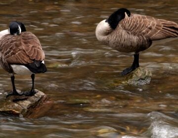 canada-geese-philadelphia-file-ap Canada geese in the Wissahickon Creek