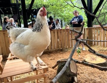Two-year-old Brahma chicken Chick Pea