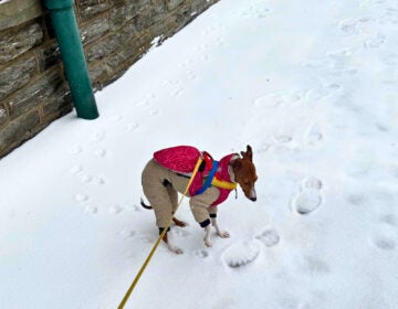 Gabe Dell’s one-year-old Italian greyhound, Vinny. (Photo Courtesy of Gabe Dell)