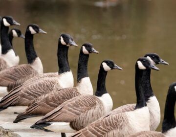 Canada geese