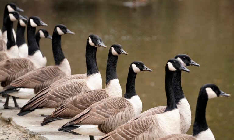 Canada geese