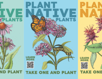 Posters by artist Meg Lemieur