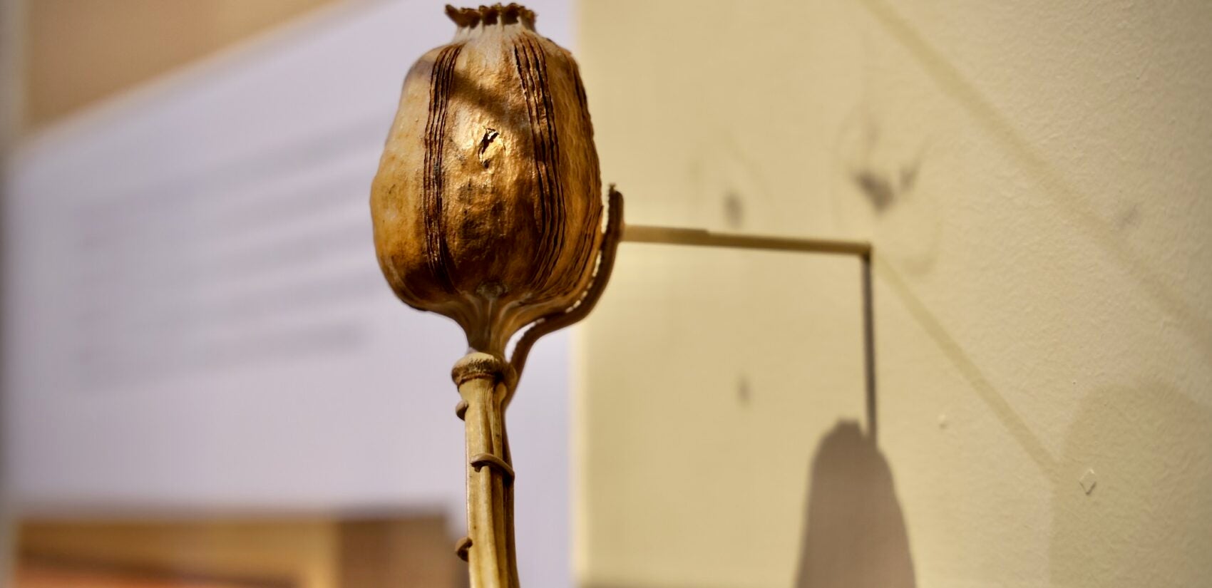 A poppy seed hangs on the wall