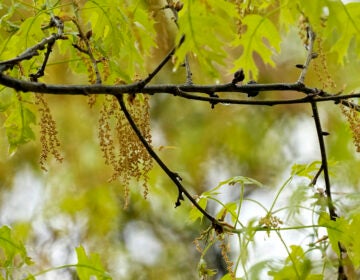 An oak tree with new leaf growth also shows pollen and a drop of water hanging among the branches