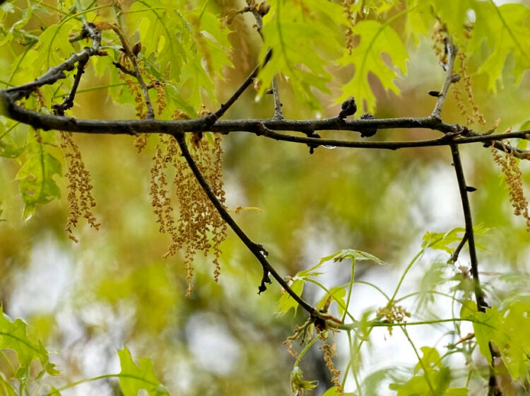 An oak tree with new leaf growth also shows pollen and a drop of water hanging among the branches