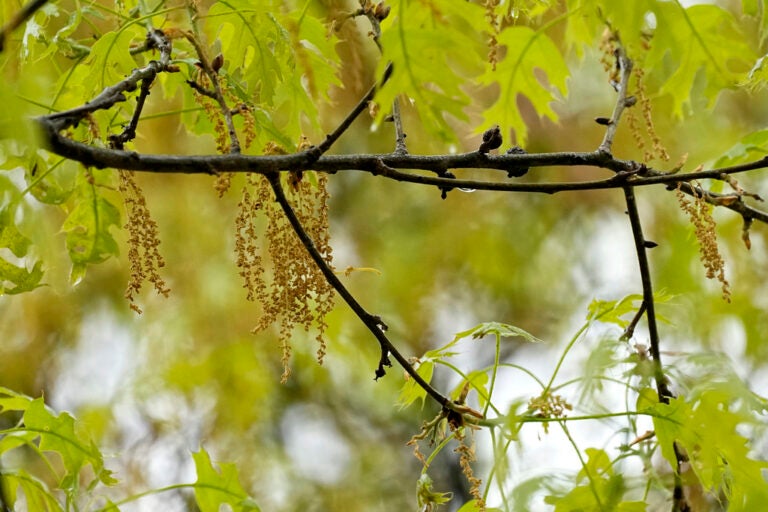 An oak tree with new leaf growth also shows pollen and a drop of water hanging among the branches