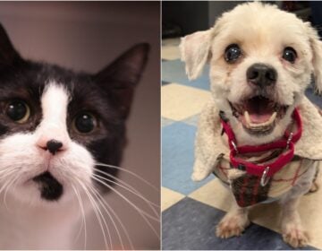 A side-by-side photo of a cat and a dog