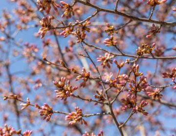 A cherry blossom on the verge of full flowering