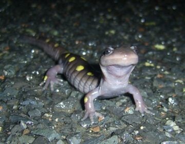 wildlife-road-crossing-heritage-conservancy Wildlife crosses a road in Pennsylvania