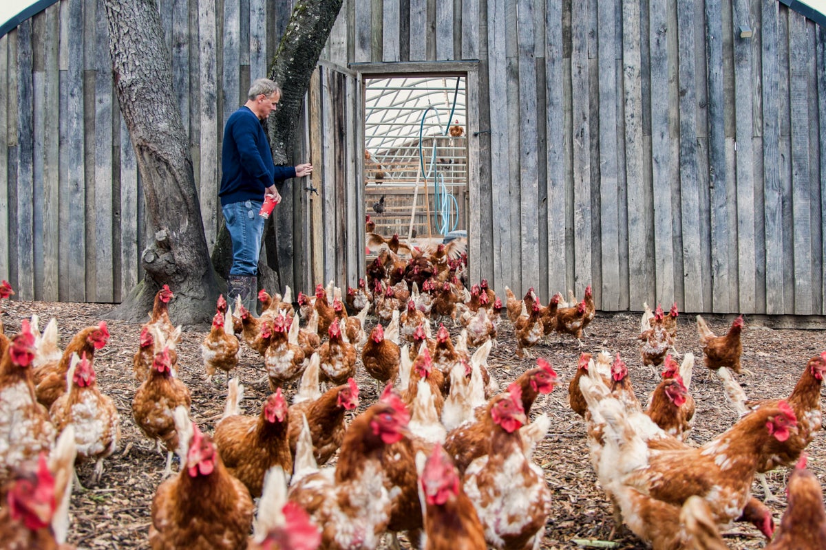 Eric Kretschman releases his hens from their enclosure