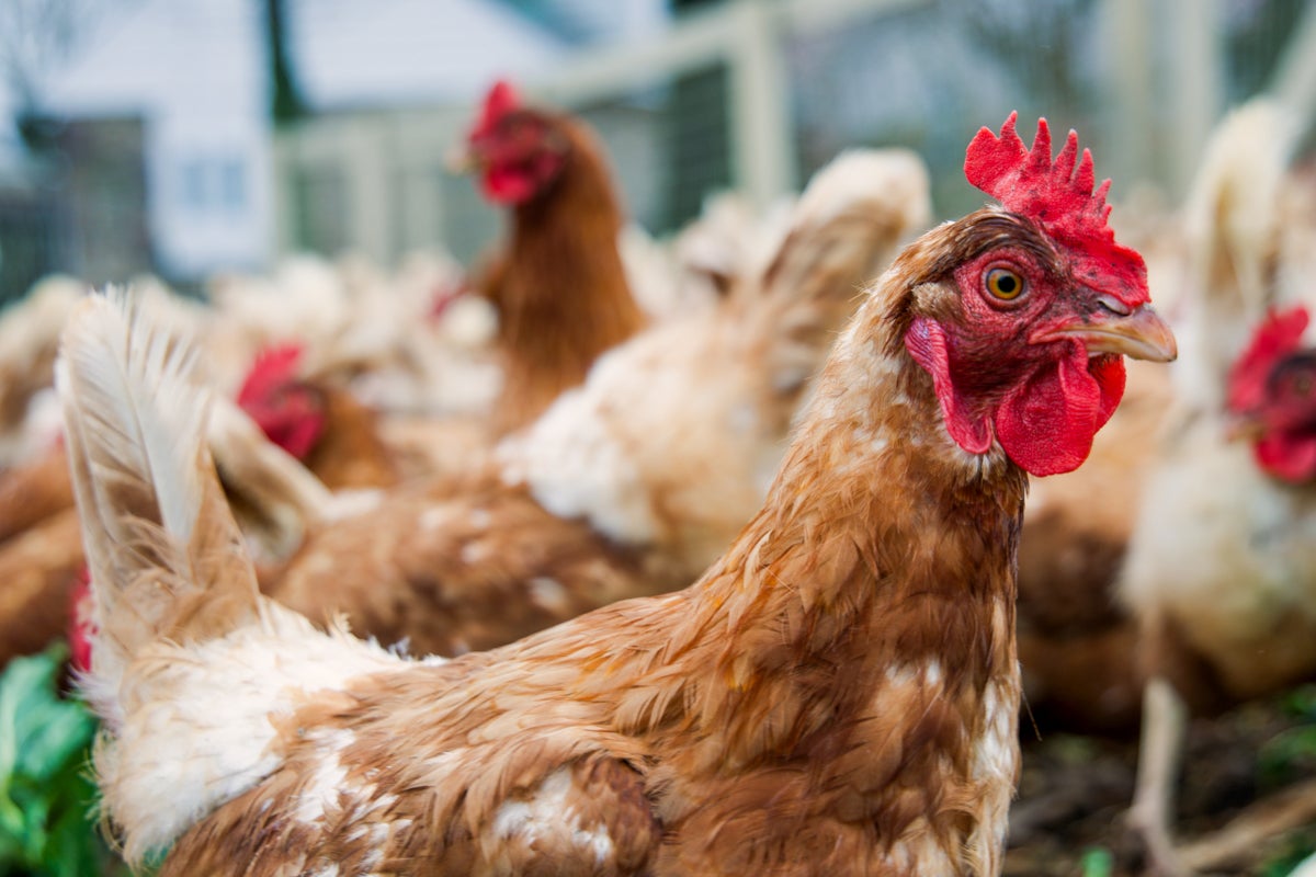 One of Hidden Valley Farm’s chickens