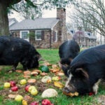 whyy.org - Emily Neil - A Bucks County food bank is turning spoiled produce into farm-fresh eggs. Here's how