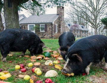 The pigs at Hidden Valley Farm