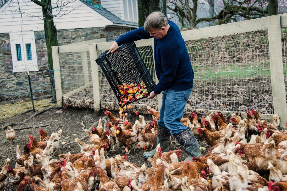 Eric Kretschman feeds his hens scraps of produce