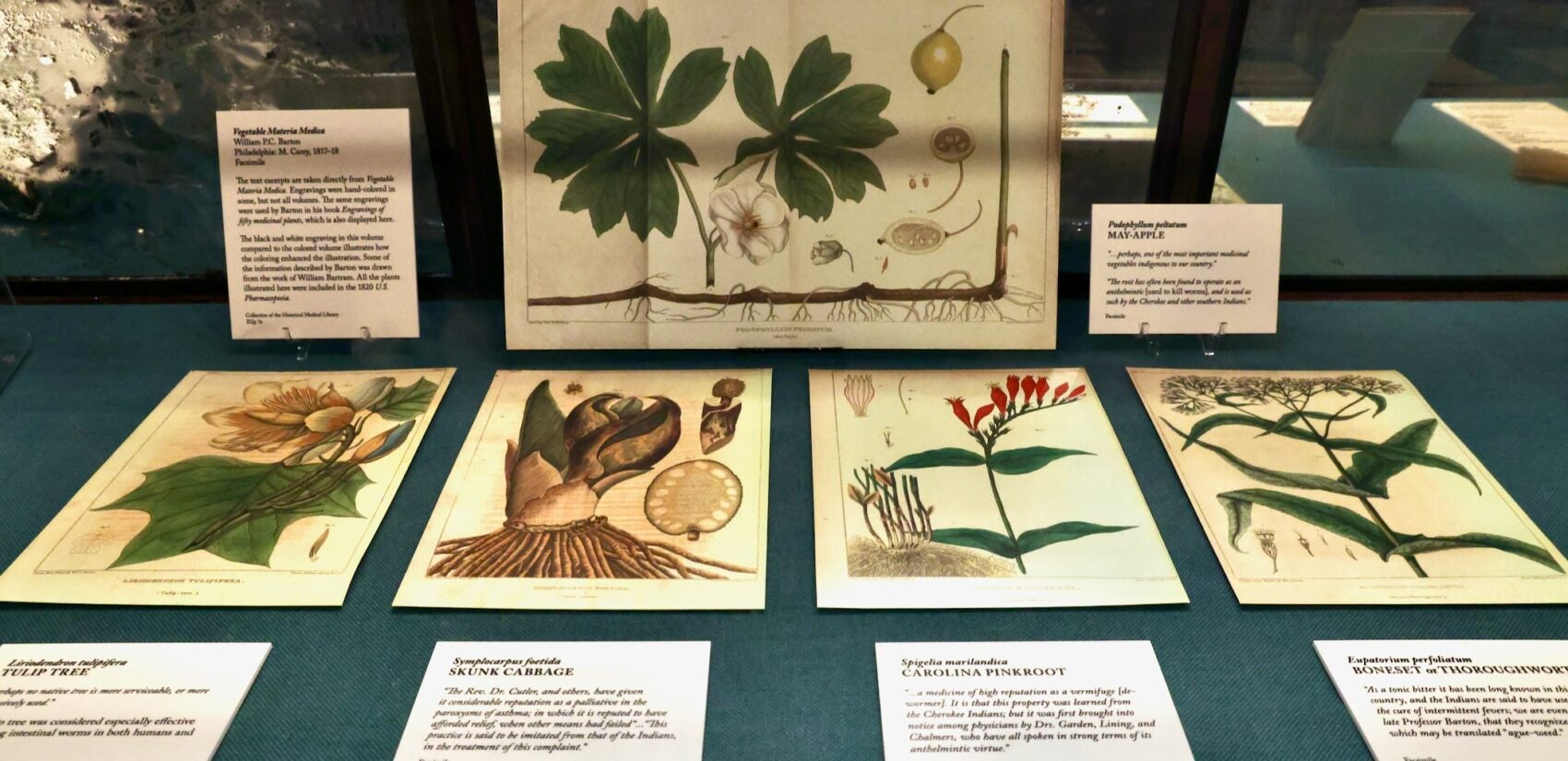 Colorful engravings of plants on display