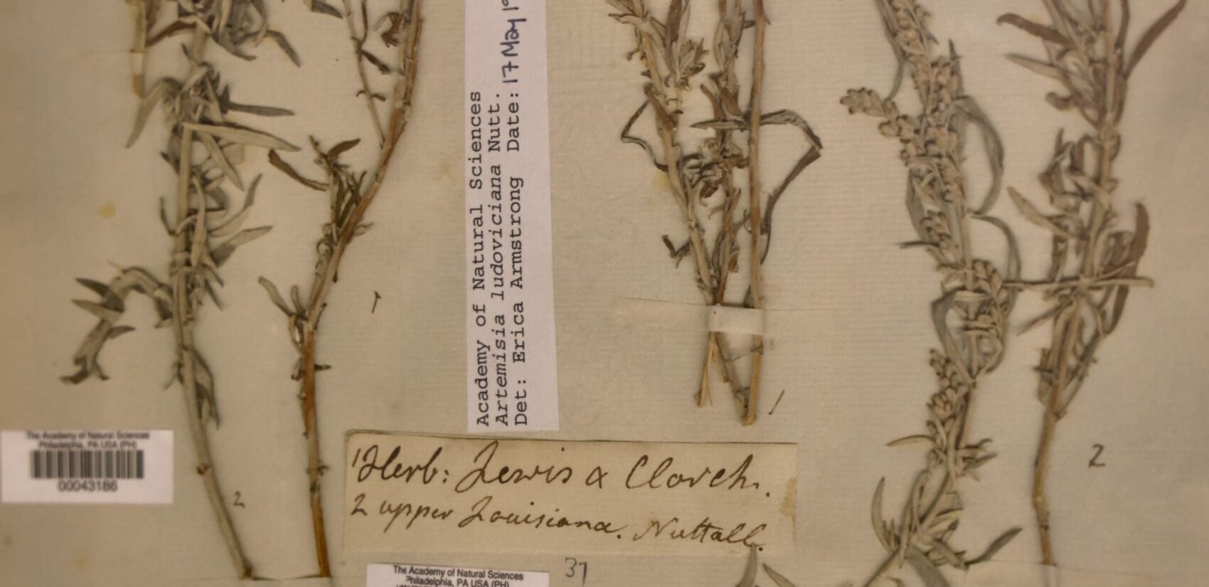 dried herbs on display on a piece of paper with catalog information.