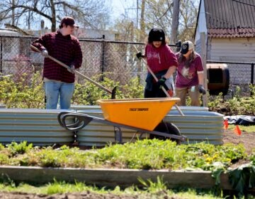 2026 04 08-e lee-elijah lewis koren weiss-wilmington del ed robinson urban garden-branches to chances rakes Three people work on plants outside in Delaware