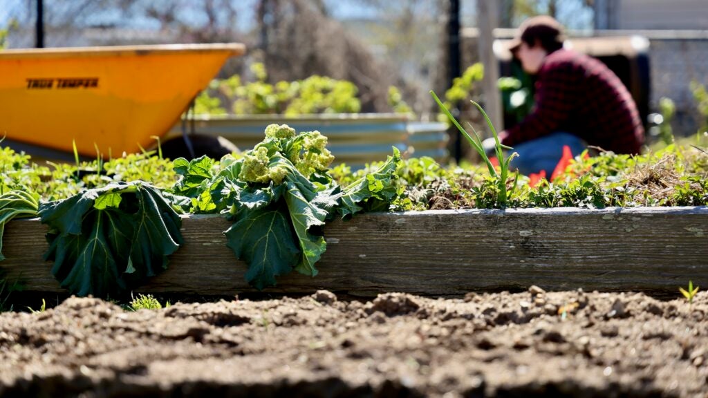The E.D. Robinson Urban Garden in Wilmington, Delaware