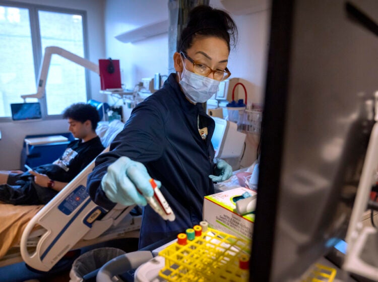 Clinical research nurse Monica Falcon prepares to draw blood from college student and research subject Sam Srisatta at the National Institutes of Health in Bethesda, Md., on Thursday, Oct. 31, 2024. (AP Photo/Mark Schiefelbein)