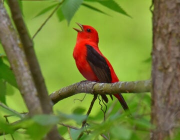 Scarlet Tanager in the wild