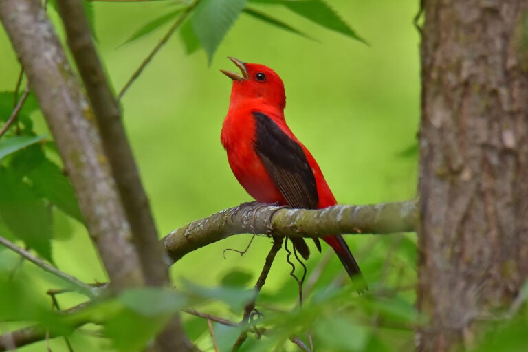 Scarlet Tanager in the wild