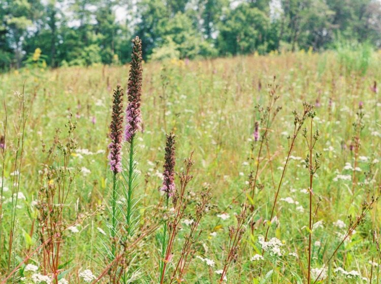 A green meadow