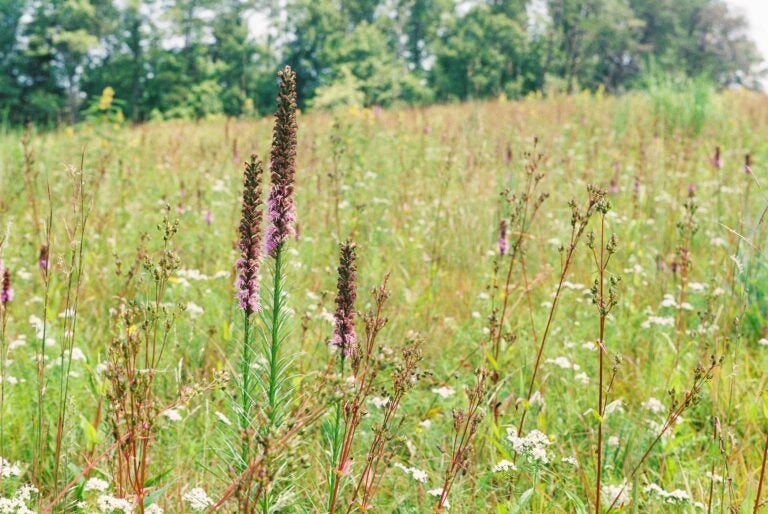 A green meadow