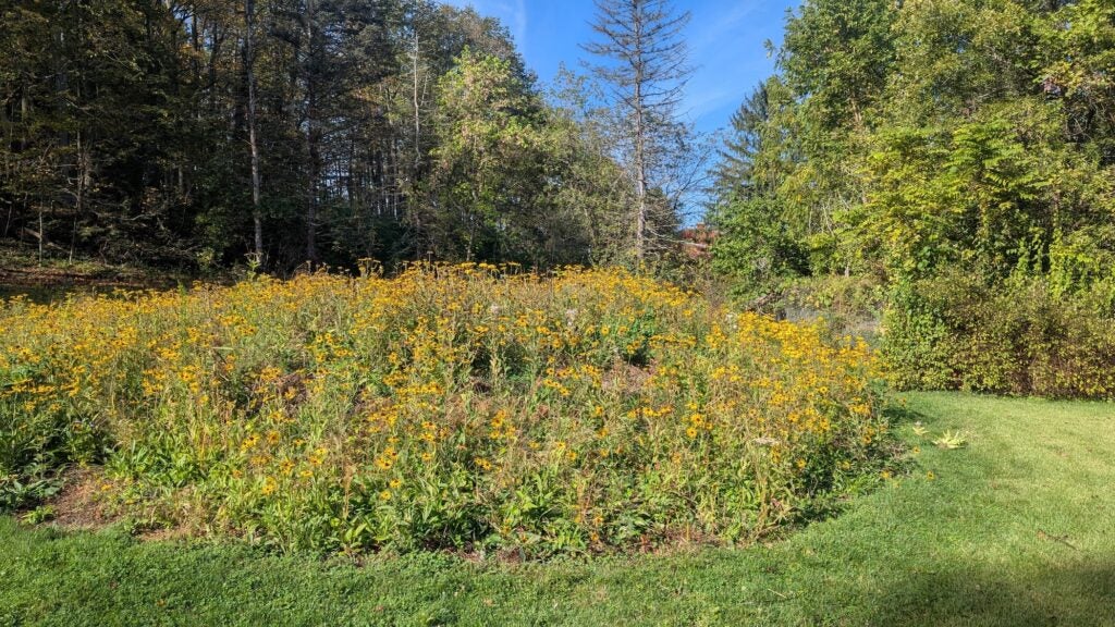 A green meadow
