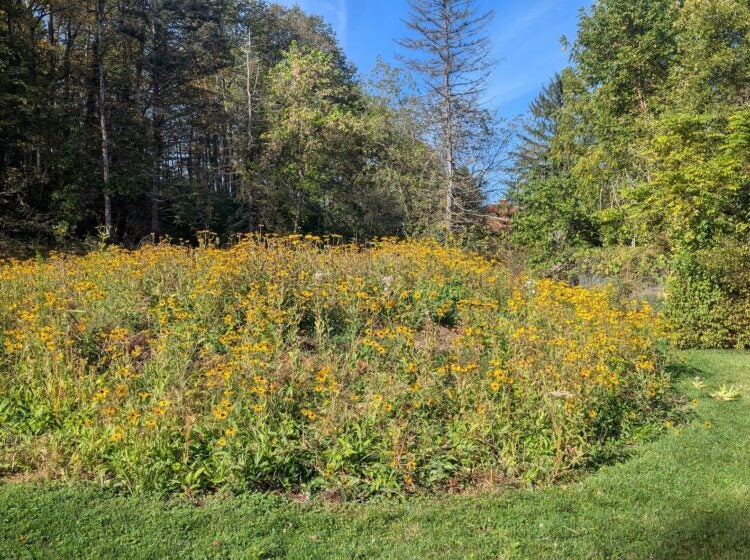 A green meadow