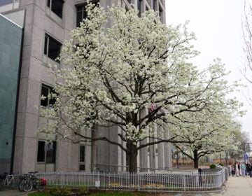 pear-trees-bp-040326 A Callery pear tree in Old City
