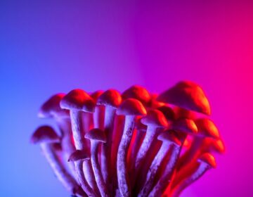 Psilocybin mushrooms, a type of hallucinogenic mushroom and a polyphyletic informal group of fungi that contain a prodrug of psilocybin, are captured beneath a blue and pink light.