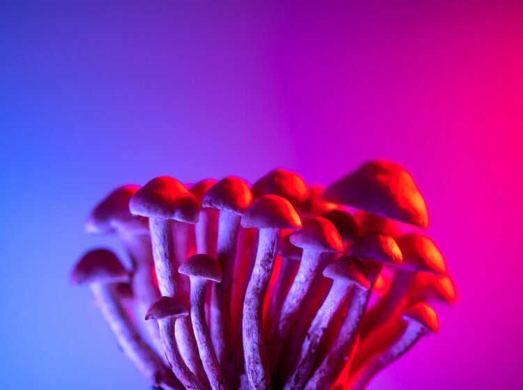 Psilocybin mushrooms, a type of hallucinogenic mushroom and a polyphyletic informal group of fungi that contain a prodrug of psilocybin, are captured beneath a blue and pink light.
