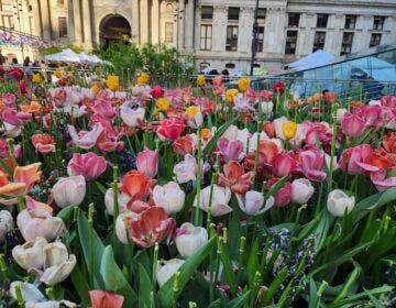 Spring is in the air at Dilworth Park ahead of Mother's Day
