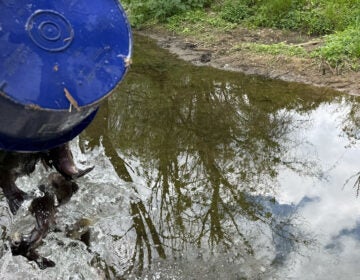 fish being dumped into White Clay Creek