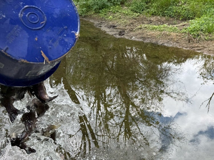 fish being dumped into White Clay Creek