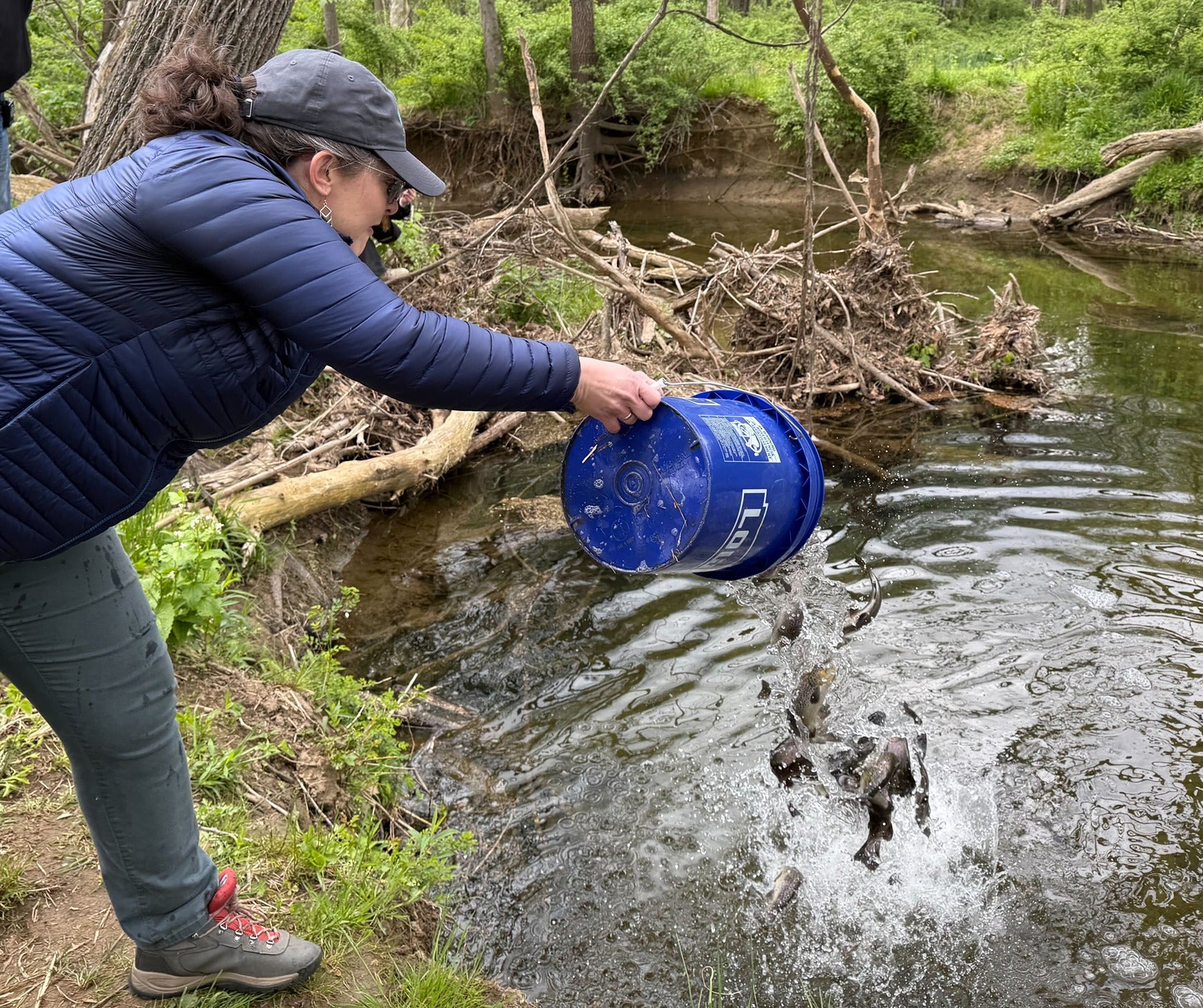 fish being dumped into White Clay Creek