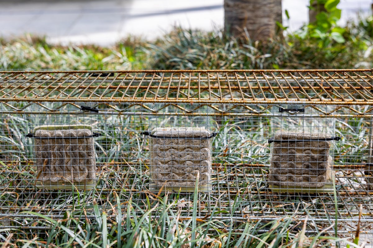 samples of biomaterials outside in a cage
