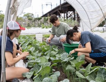 Undergrads and volunteers weed around collards and scallions at the Penn Farm