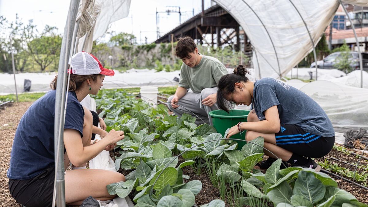 At Penn’s DumoLab, researchers work to solve multiple problems: how to keep food waste out of landfills, make healthier building materials and tackle climate change.