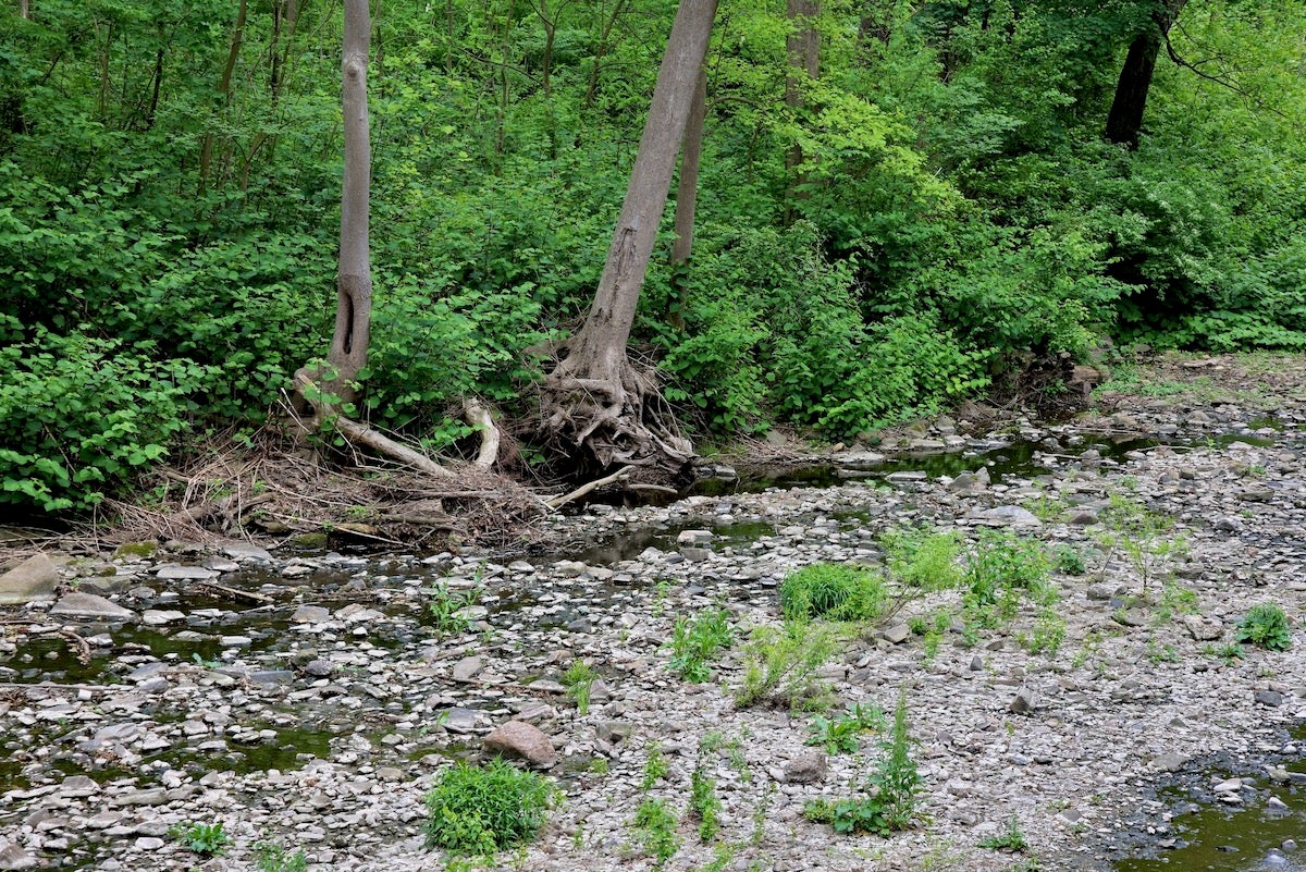 Tree roots exposed along Wissahickon Creek