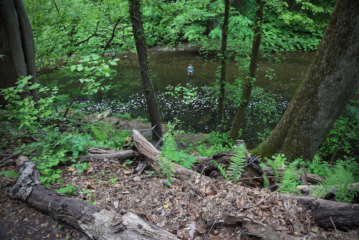 Tree roots exposed along Wissahickon Creek
