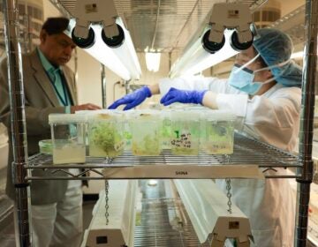 Bio gum n-leonard-2026-05-26 1 Scientists work with hyacinths in the lab.