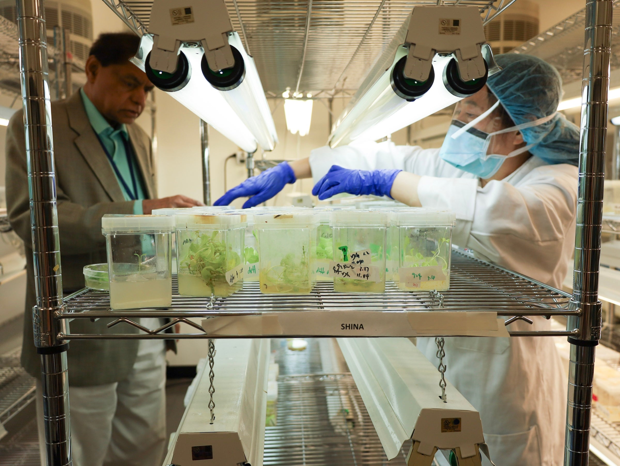 Can bioengineered chewing gum help prevent oral, head and neck cancers? Penn researchers are hopeful
