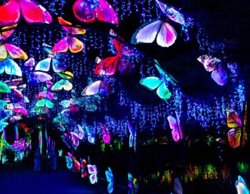 Butterfly-Corridor15-scaled The Philly Chinese Lantern Festival