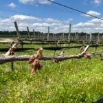 whyy.org - Rebecca Acevedo - N.J. wineries face devastating frost losses as climate shifts threaten crops