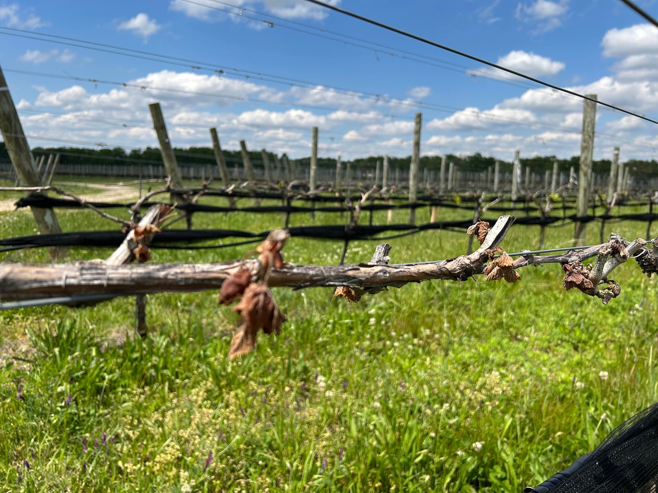 Climate shifts are fueling one of New Jersey’s worst vineyard freezes in decades