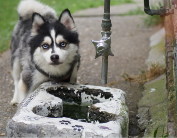 The Clark Park dog drinking fountain