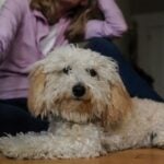 whyy.org - Nicole Leonard - Philly-area vets are seeing a concerning rise in weed exposure in pets