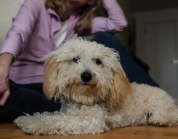 An 8-month-old poodle named Bondi